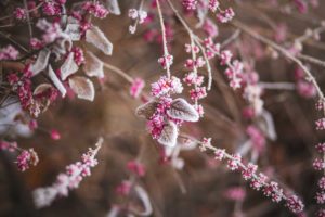 Rosa blomst med frost